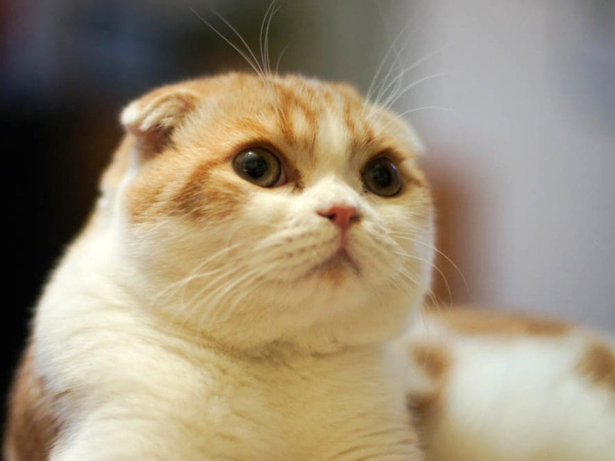 Giá mèo tai cụp tại VN