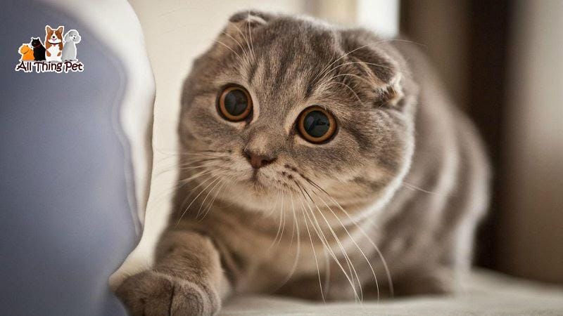 Sự đáng yêu không thể cưỡng lại của mèo tai cụp Scottish Fold - Tin Tức Vật Nuôi 24h