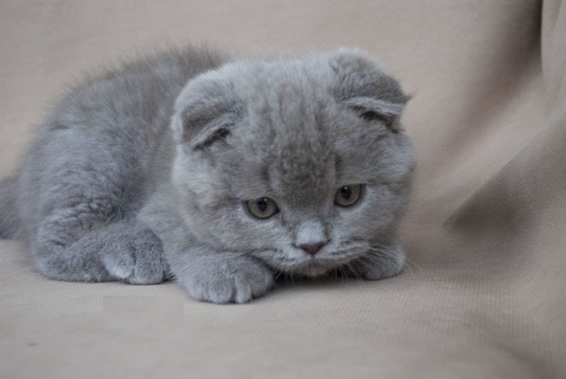 Cần vệ sinh sạch sẽ tất cả đồ dùng của mèo