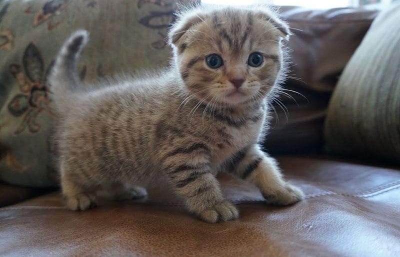 Mèo Scottish Fold là giống mèo tai cụp có nguồn gốc từ Scotland
