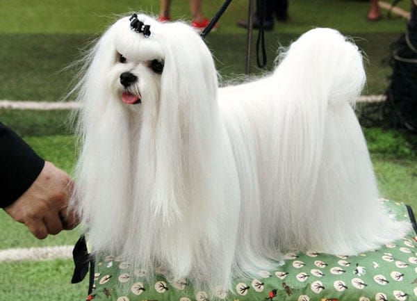 Phương pháp chữa bệnh cho chó cảnh