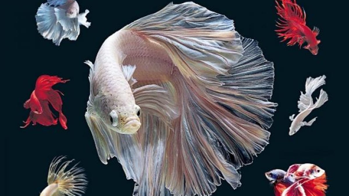 Những điều chưa biết về cá Betta
