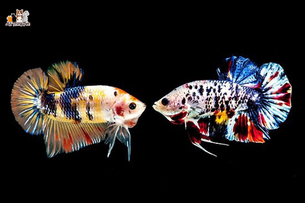 Sự thật thú vị về cá cảnh Betta – phương pháp chăm sóc đúng cách