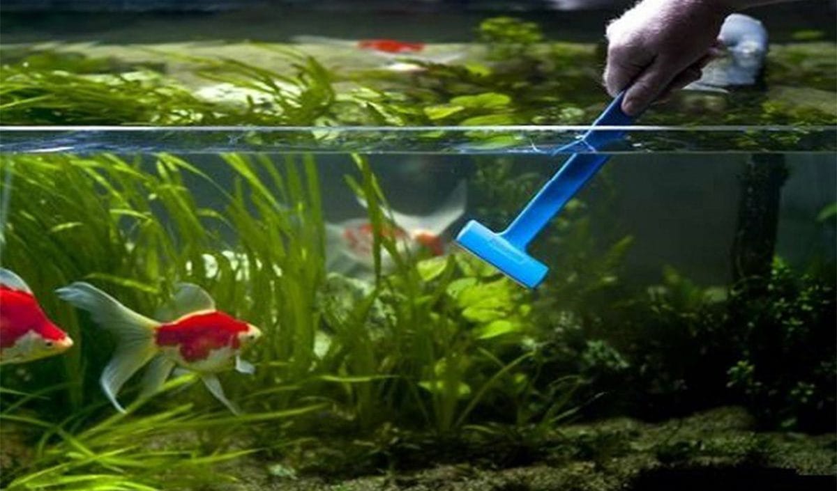 Vệ sinh hồ cá cảnh đúng cách