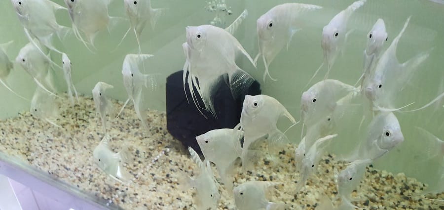 chiều dài thân đạt từ 12-15 cm