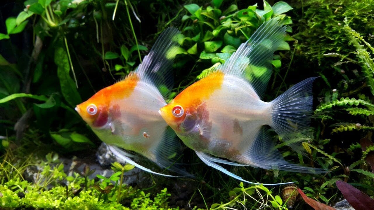 tên khoa học được gọi là Pterophyllum scalare