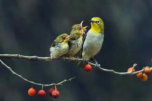 Tất tần tật thông tin cần thiết về giống chim Vành Khuyên