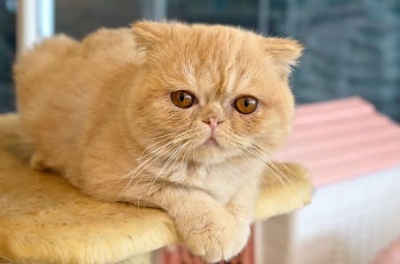Nguồn gốc của mèo Ba Tư lông ngắn
