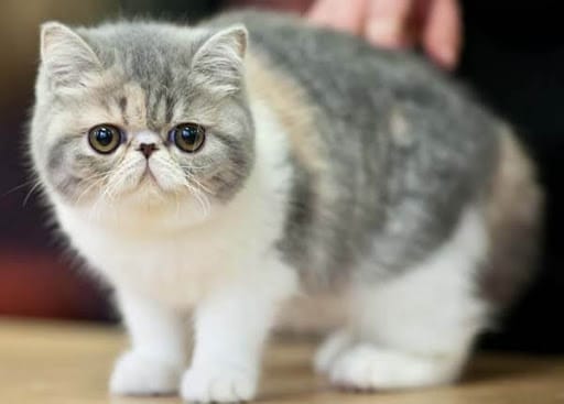 Các bệnh nguy hiểm đối với mèo Exotic
