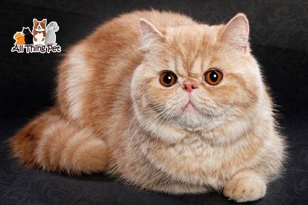 Tất tần tật về giống Mèo Ba Tư Lông Ngắn Siêu Dễ Thương - Mèo Exotic