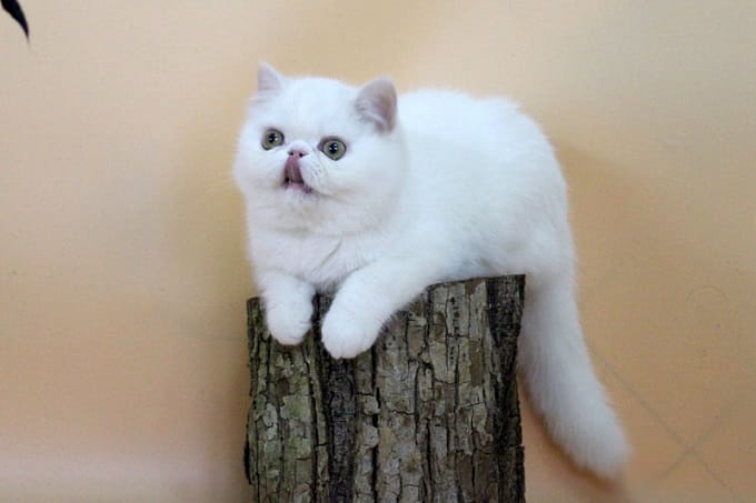 Một số điểm thú vị của mèo Exotic