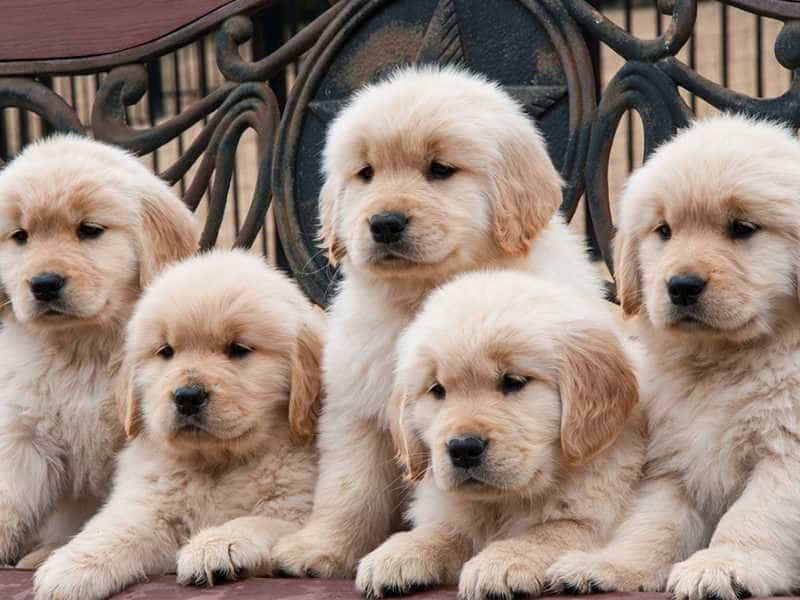 Giống chó này rất trung thành