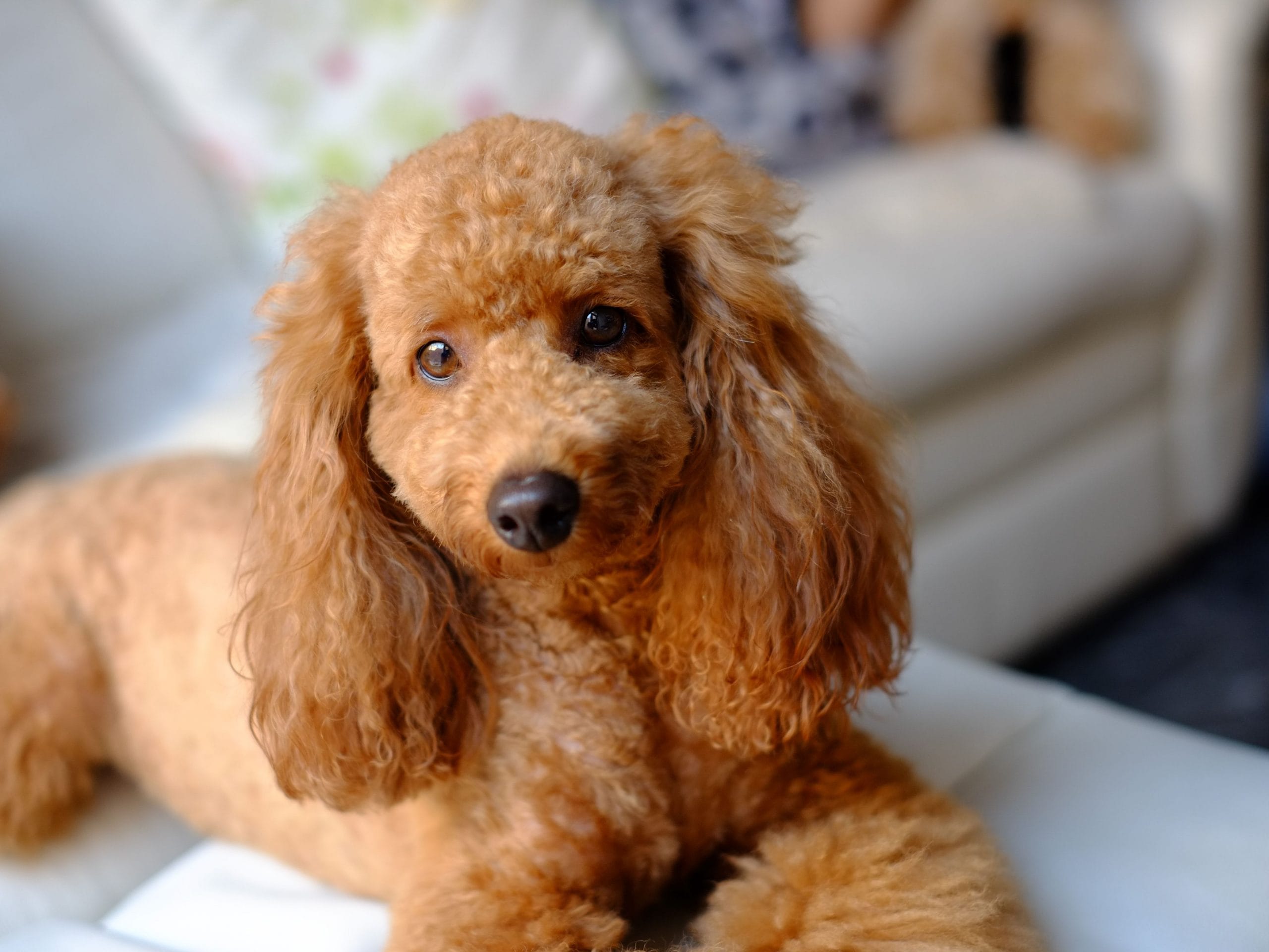 Poodle có ngoại hình sang chảnh