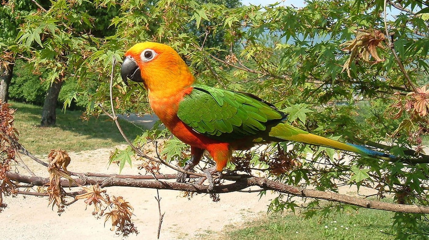 Cách chăm sóc các loài Vẹt cảnh đuôi dài