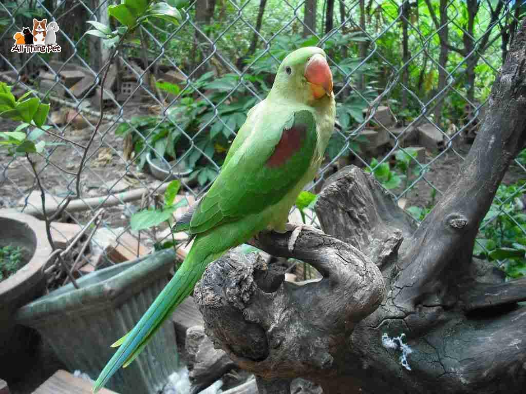 Thật bật ngờ với những kinh nghiệm chăm sóc Vẹt cảnh đuôi dài