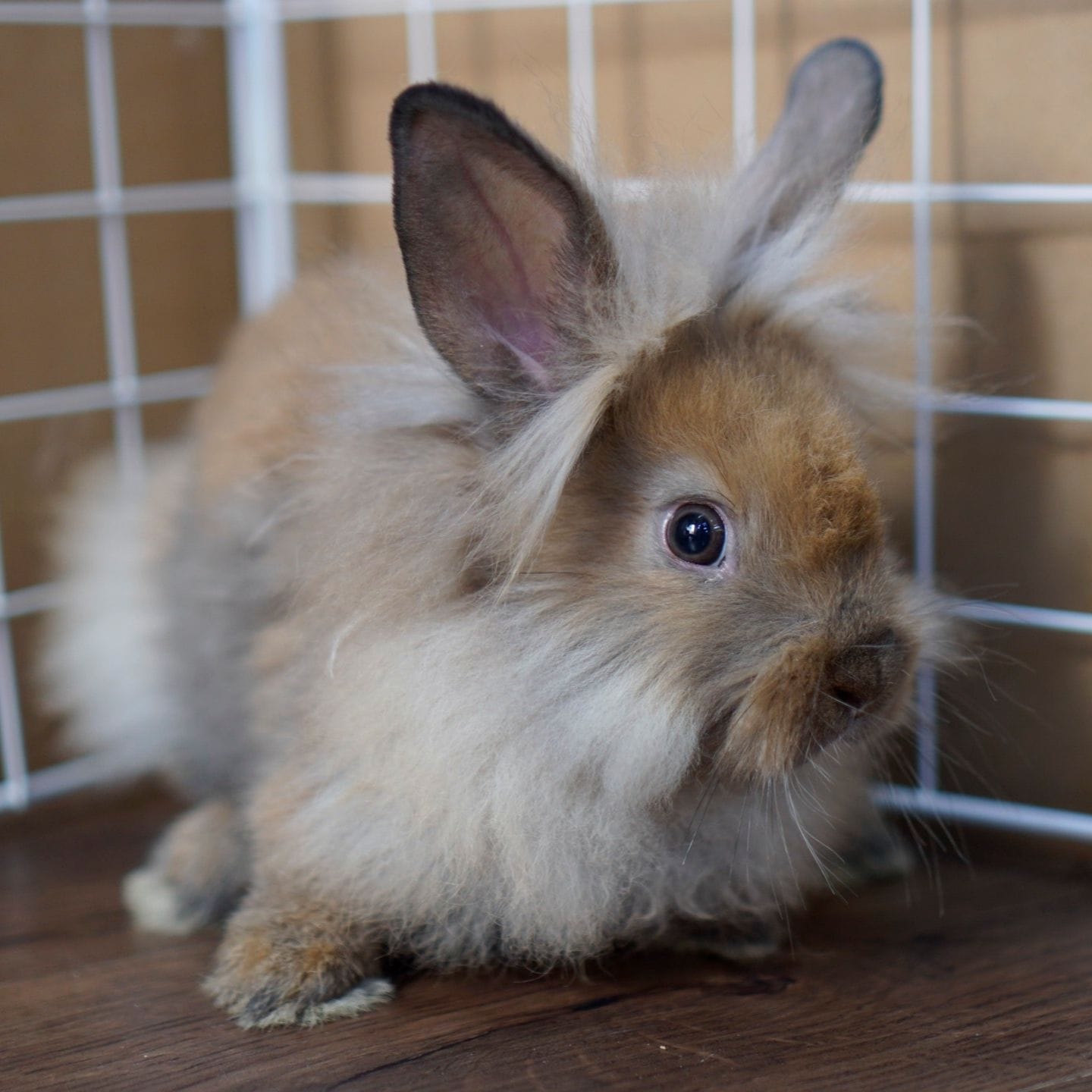 Đẳng cấp thương hiệu thú cưng