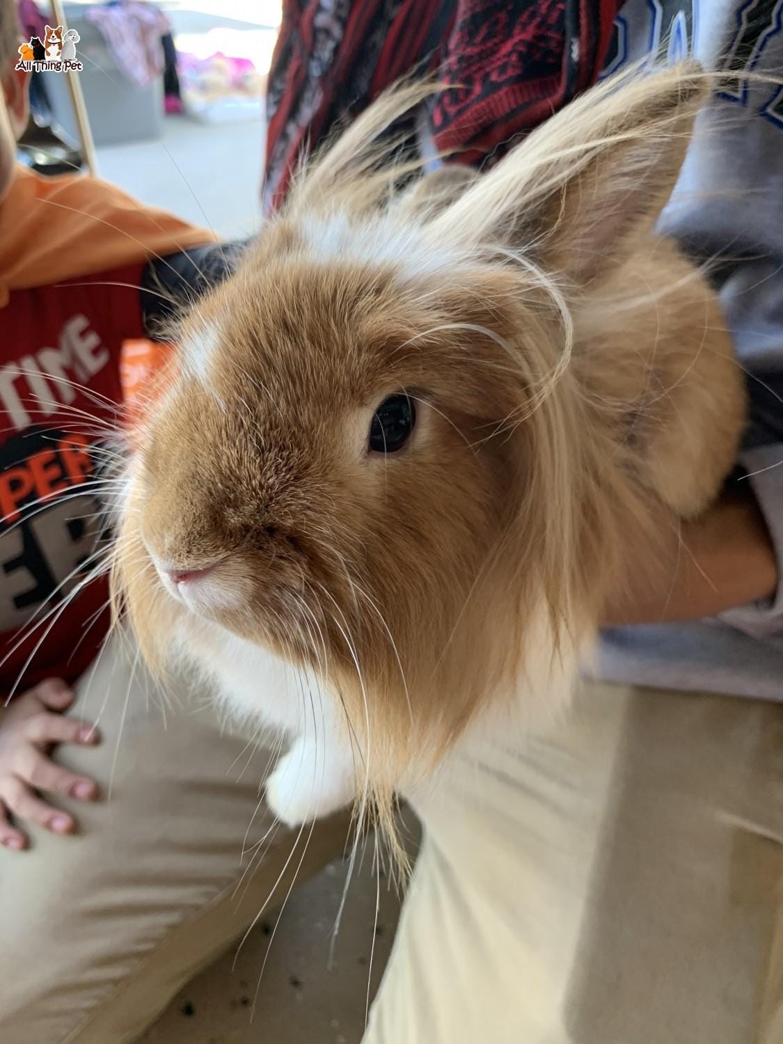 Thỏ sư tử: giống thú cưng mới với bộ lông xù hờn dỗi