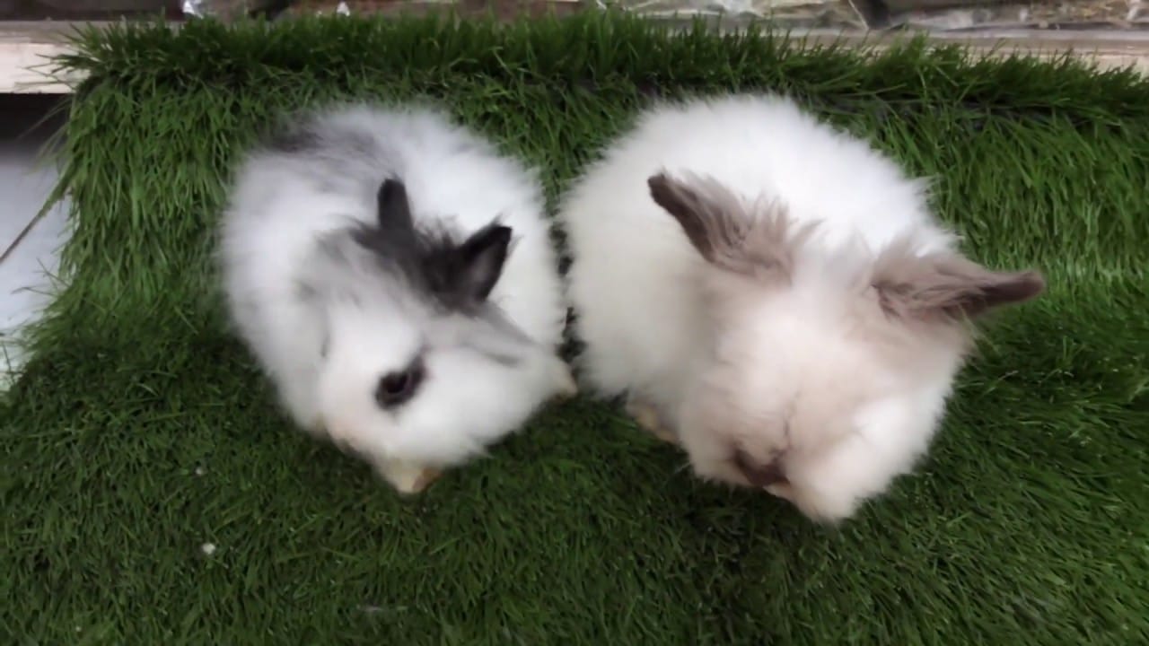 Bạn biết gì về thỏ sư tử?