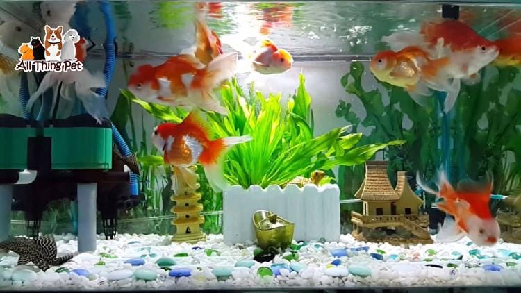 Thức ăn tốt nhất dành cho cá vàng giúp khỏe mạnh hơn