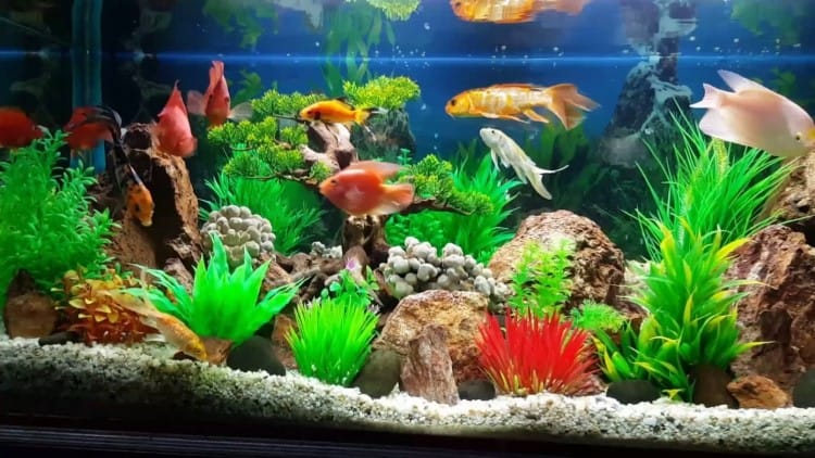 chăm sóc cá vàng