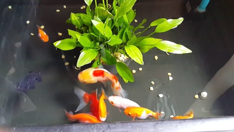 các nuôi cá vàng