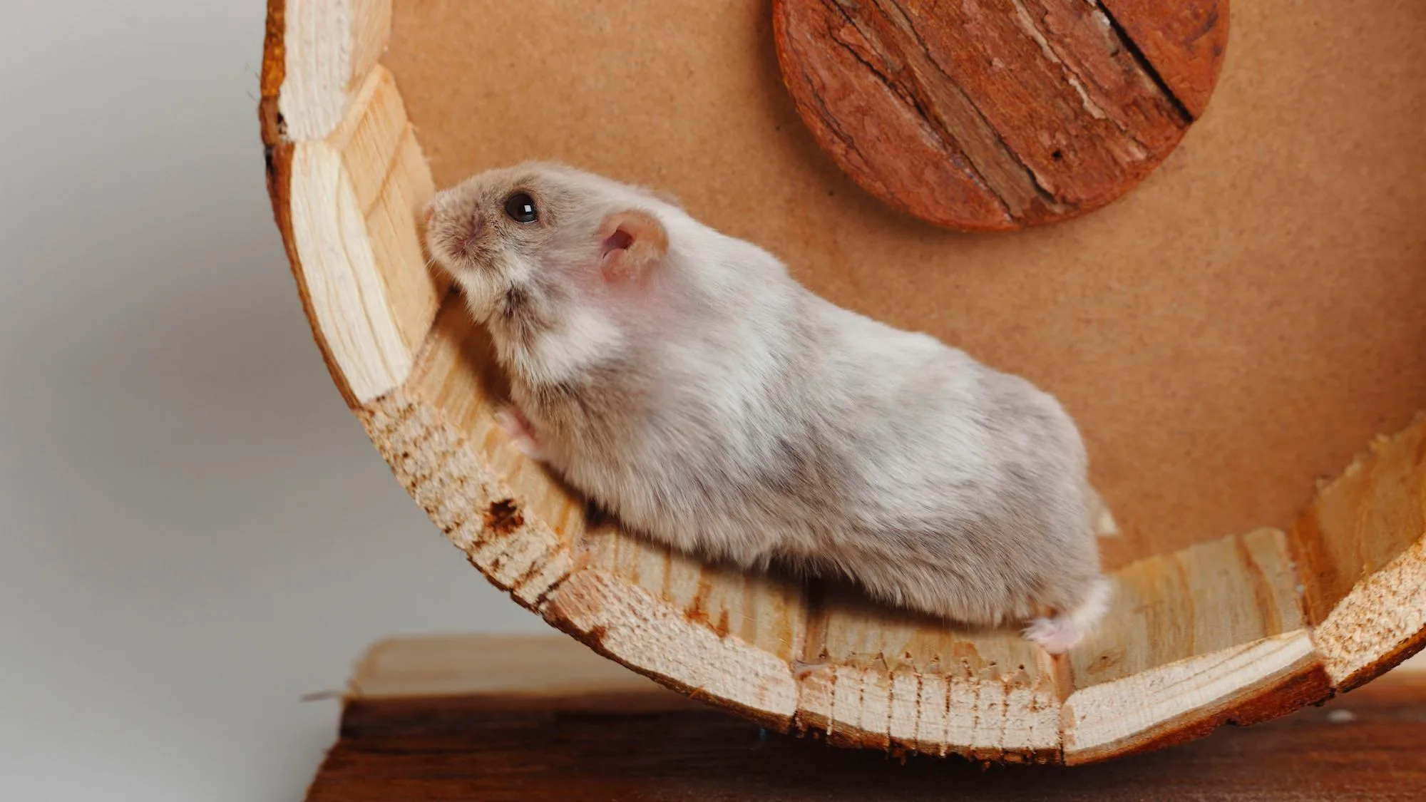 Tiết lộ cách chăm sóc chuột Hamster mới sinh chuẩn nhất