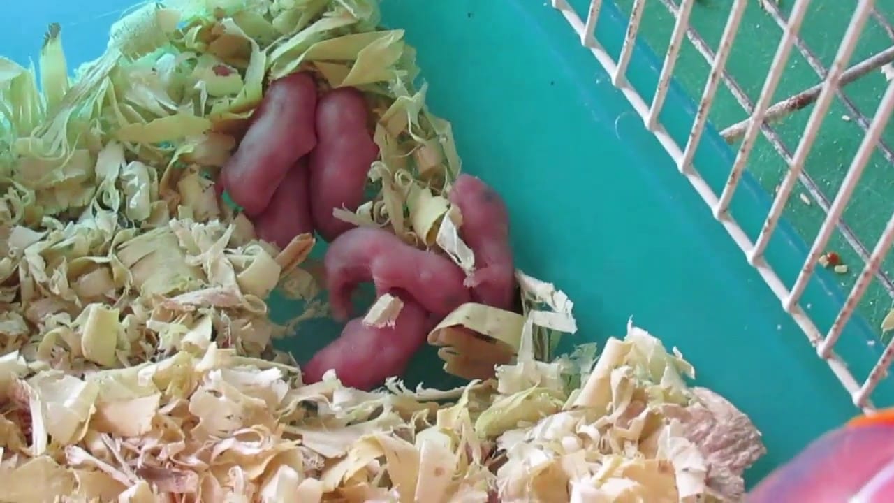 Tiết lộ cách chăm sóc chuột Hamster mới sinh chuẩn nhất