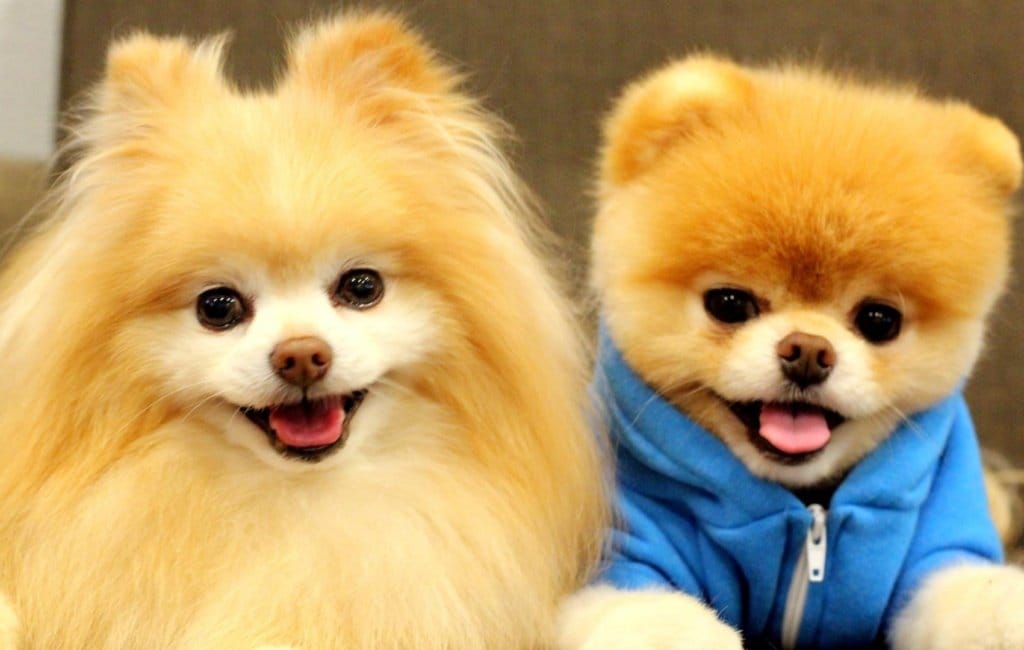 Chúng rất biết nghe lời