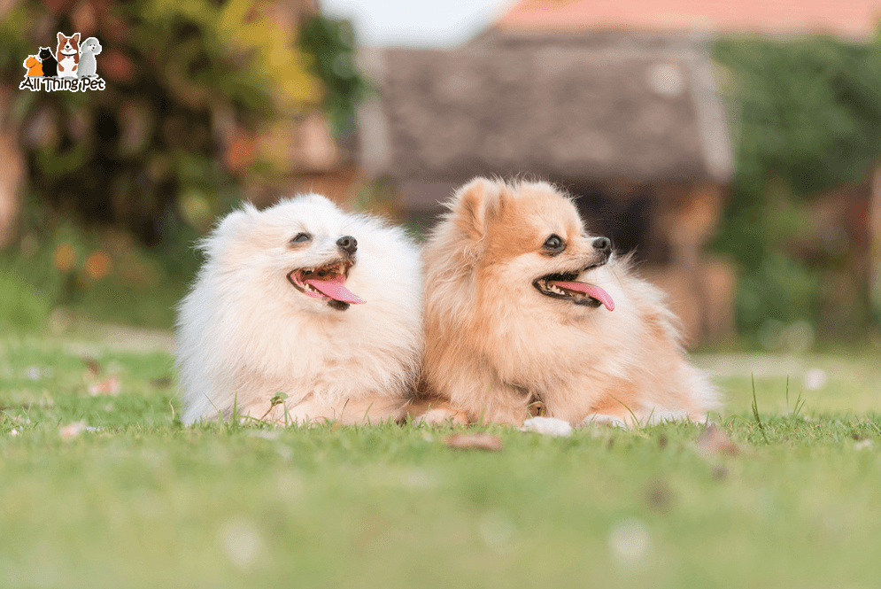 Tìm hiểu về chó Phốc sóc vô cùng đáng yêu, tinh nghịch