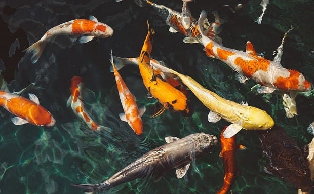 Cá Koi có họ hàng với cá chép