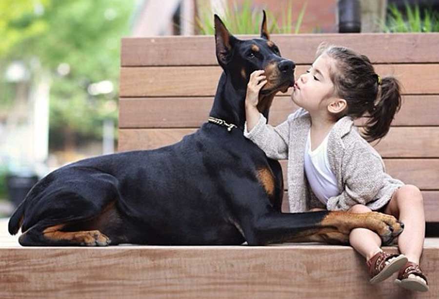 Chú chó ngộ nghĩnh, đáng yêu