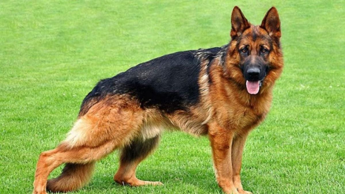 Becgie trông rất dũng mảnh