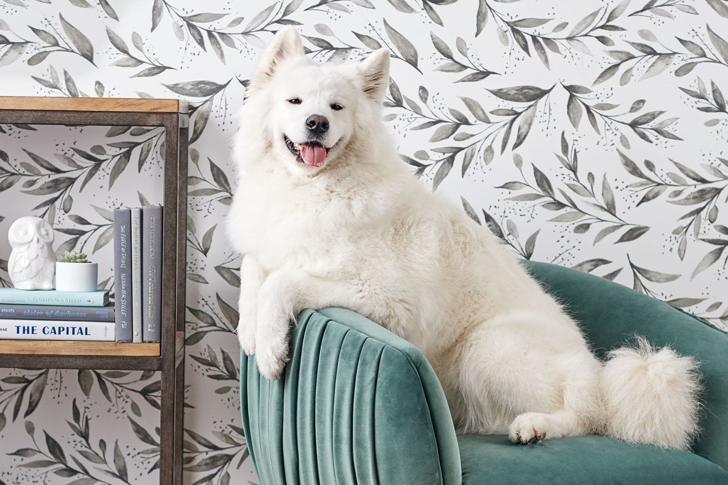 Chúng có khuôn mặt đáng yêu