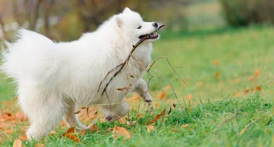 Nguồn gốc là loài chó săn