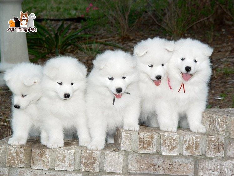 Tổng hợp thông tin về chó Samoyed được nhiều người yêu thích nhất