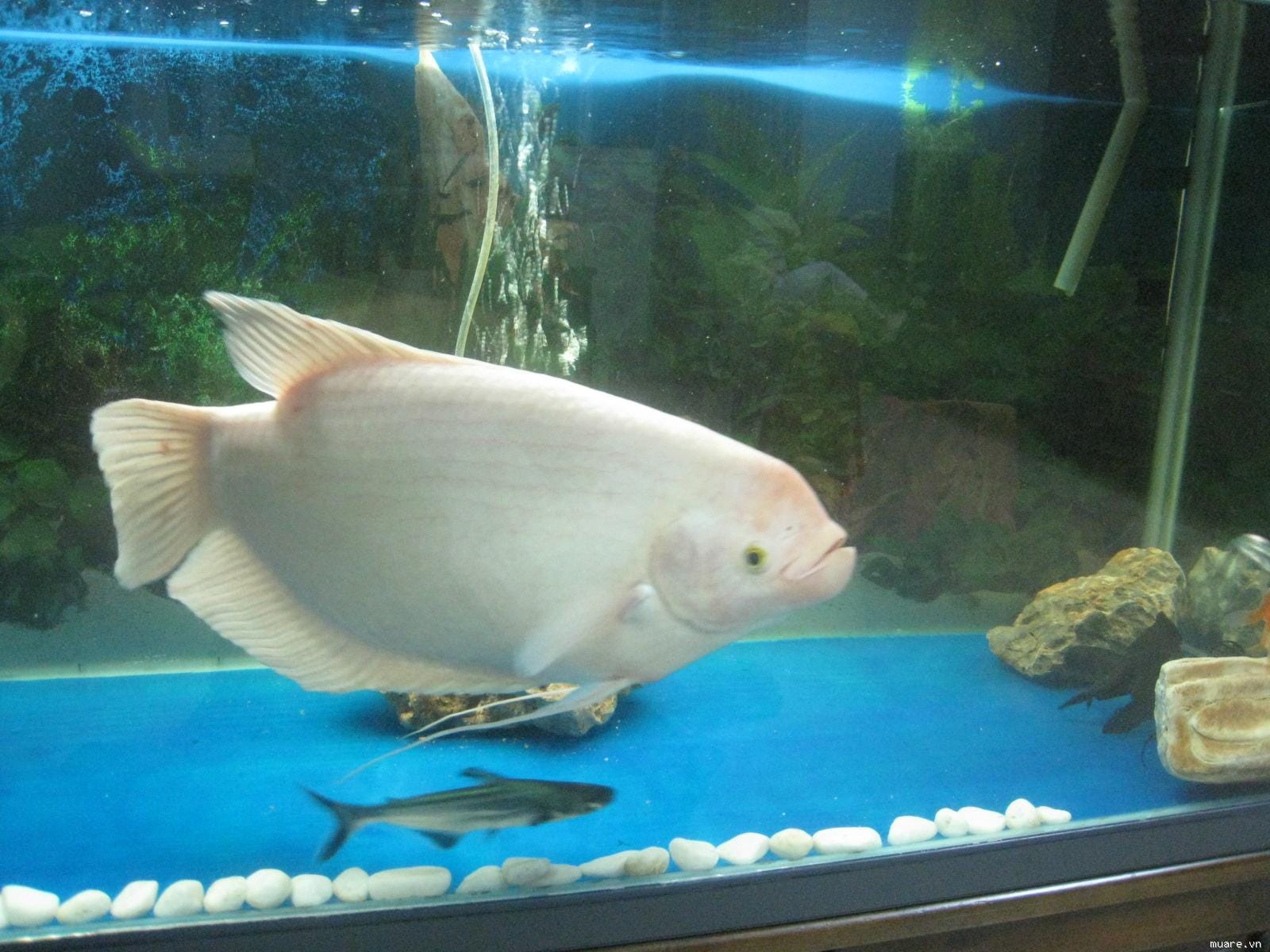 Cá tai tượng có tên tiếng anh là Giant gourami