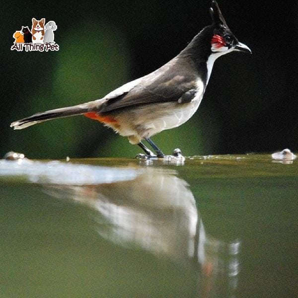 Top 4 cách chăm sóc cho chim chào mào vào mùa thay lông