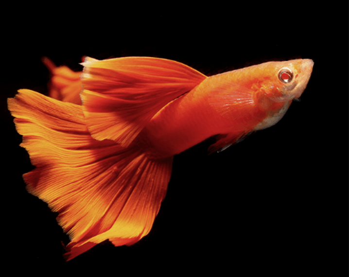 Thông tin chung về cá bảy màu guppy