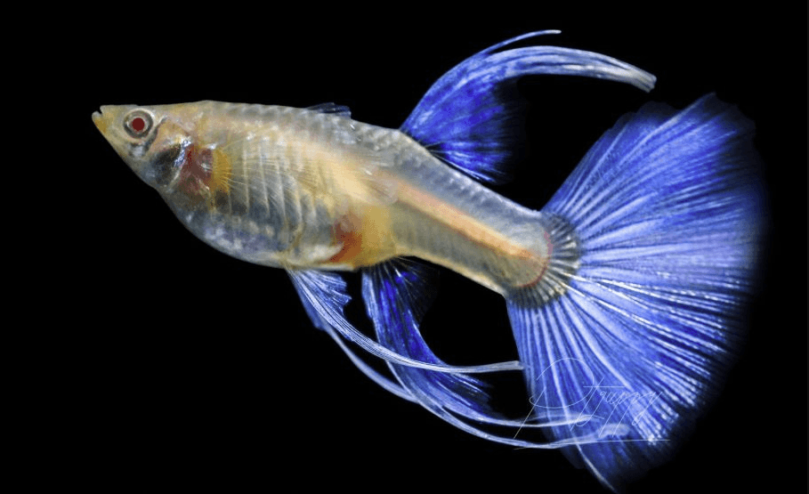Cá bảy màu ribbon