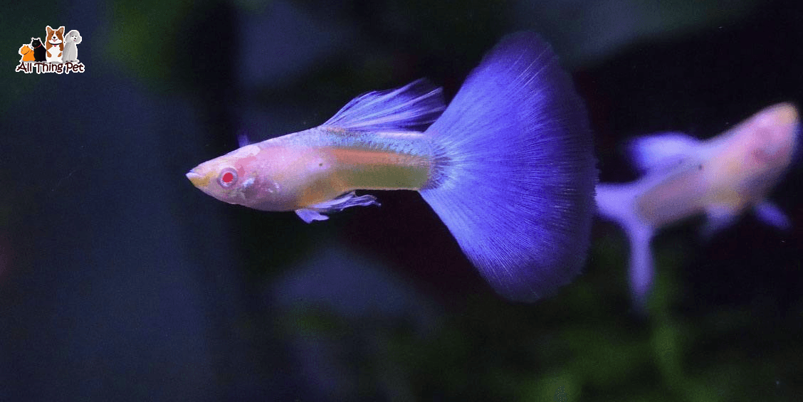 TOP 4 giống cá bảy màu Guppy thuần chủng