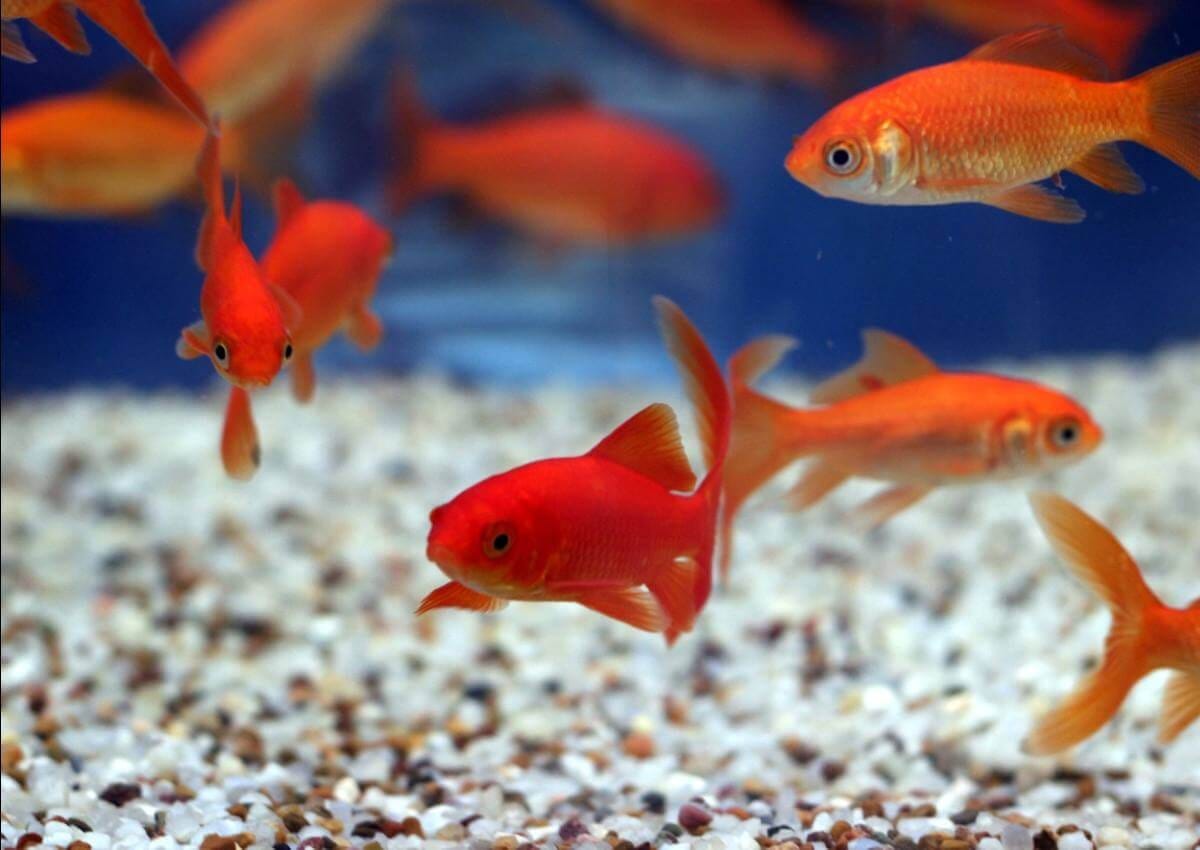 Thú chơi cá cảnh đã có từ thời xưa, chẳng hạn như cá vàng