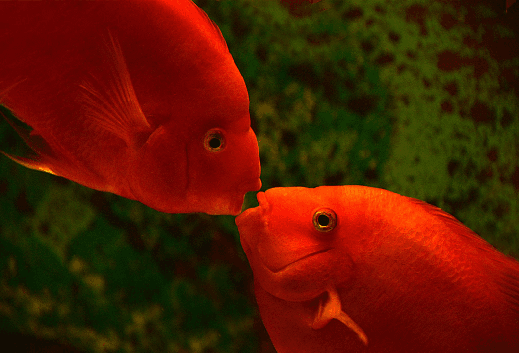 Nước nuôi cá cần ổn định và sạch