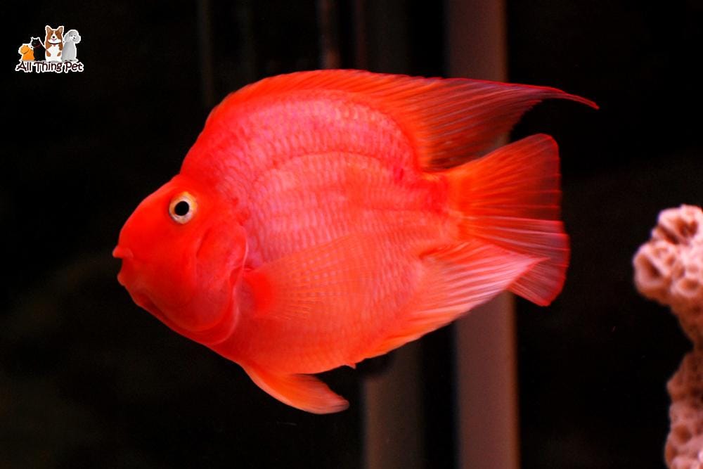 Trang trí bể cá thêm sắc màu bằng cá Hồng Két