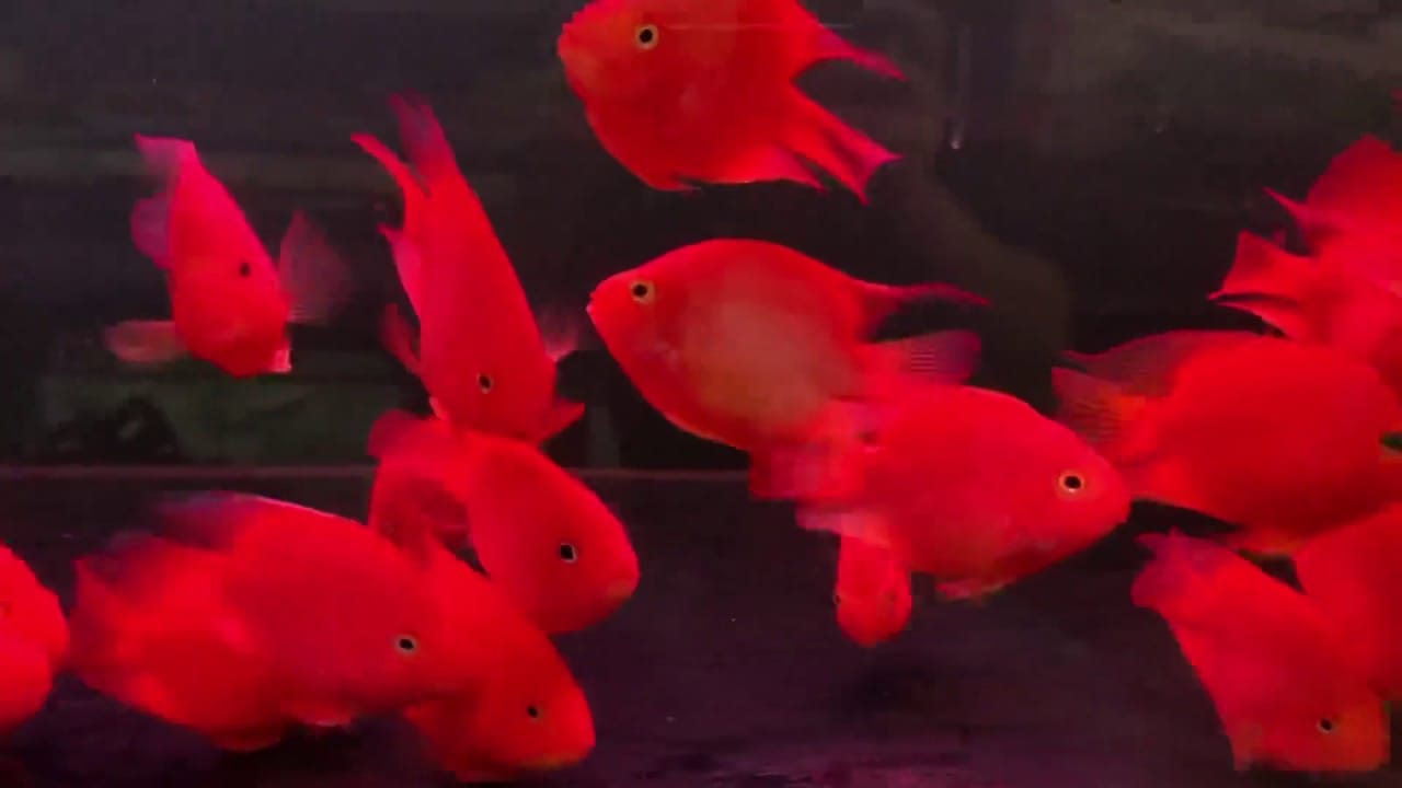 cùng họ với cá la hán và rô phi