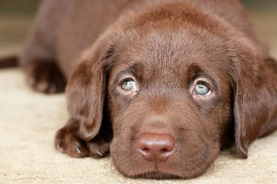 Lưu ý trong điều trị parvo ở chó