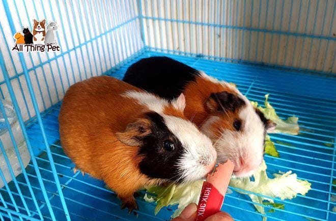 Trở thành bác sĩ kiểm tra sức khỏe cho chuột nhà lang