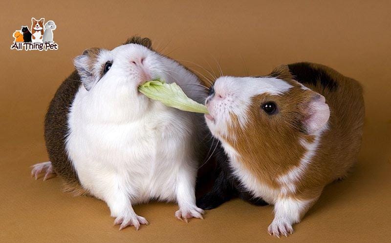 Tuổi đời của giông chuột Fancy Rat cao nhất được bao lâu?