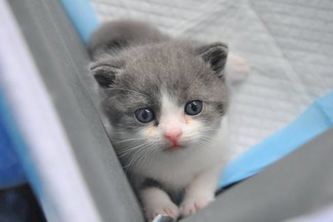 Tuổi thọ của mèo và cách chăm sóc mèo theo từng độ tuổi