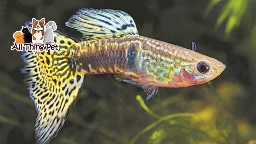 Kinh nghiệm chăm sóc cá 7 màu – dấu hiệu nhận biết cá mang thai