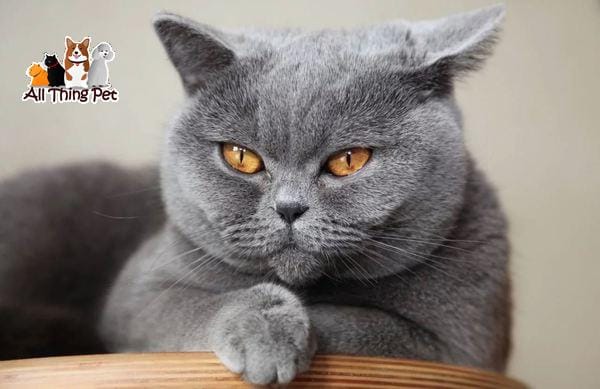 Vệ sinh cho mèo Anh lông ngắn và những điều nên biết